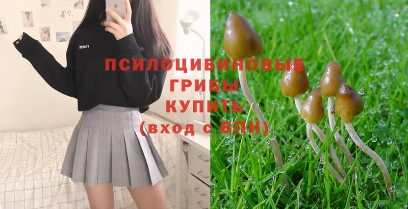 OMG вход  Анапа  Псилоцибиновые грибы Psilocybe 